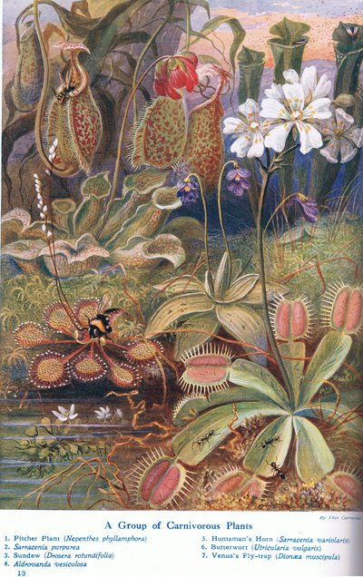 肉食性植物、「陸と海の不思議」のイラスト、カッセル、ロンドン、1914年発行 作： Theobald Carreras